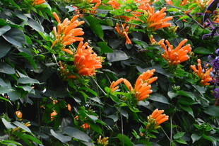 炮仗花  