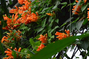 炮仗花  