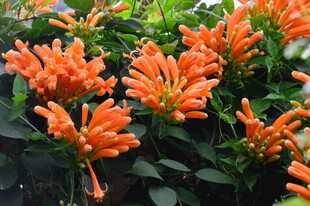 炮仗花  