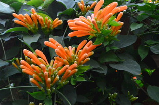 炮仗花  