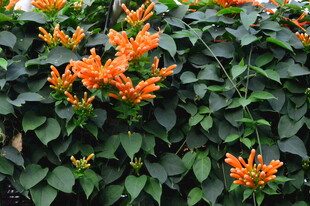炮仗花  