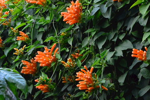 炮仗花  