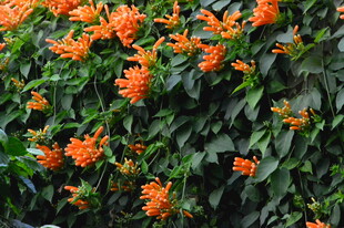 炮仗花 