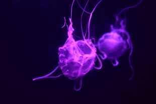水母