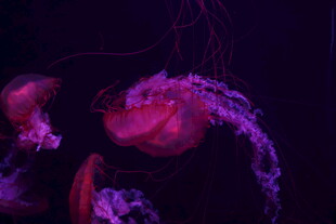 水母