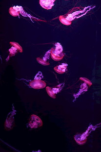 水母