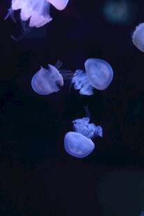梦幻水母在水中悠然游动