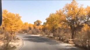 秋日公路旁金黄树木美景