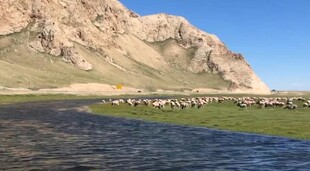 草原湖畔羊群与远山美景