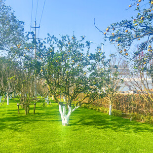 春日绿地树木景观