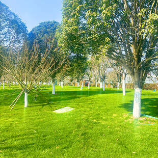 绿意盎然的公园草地景观