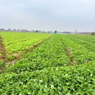 广袤绿色农田景观