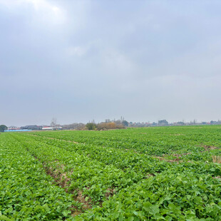 广袤绿色农田风景