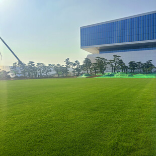 城市中开阔的绿茵场地