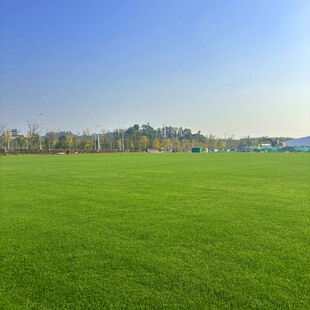 广阔绿草地与远处树林