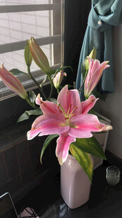 粉色百合花插于花瓶中