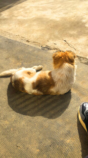 阳光下休憩的棕白猫咪