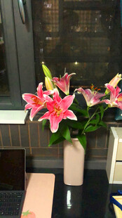 粉色百合花插于花瓶中