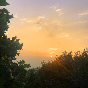 日落时分的林间美景