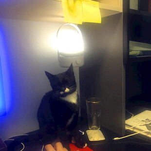 台灯下的黑白猫咪