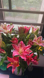 窗边绽放的多彩百合花