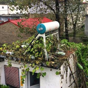 屋顶废弃热水器与繁茂植物