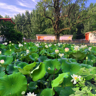 夏日荷塘美景