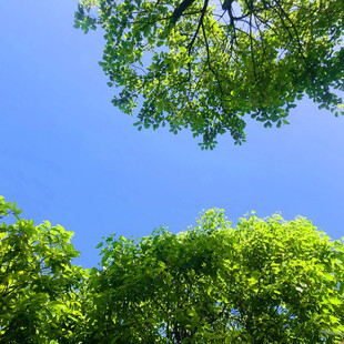 仰观蓝天绿树