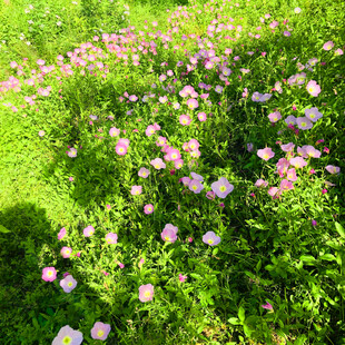 粉色小花绽放于翠绿草地