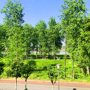 城市中葱郁的绿树景观