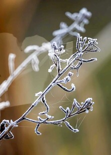 霜覆枝头