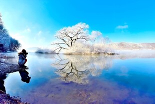 湖畔雪树
