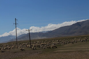 草原羊群与远山风景