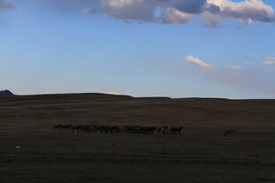 草原上的畜群与蓝天