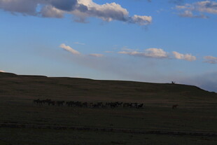 草原蓝天 云朵悠悠