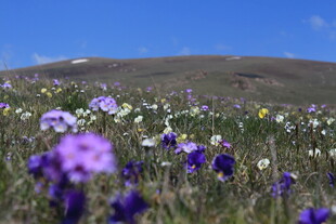 草原上的缤纷野花