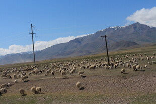 草原羊群与远处山脉风景