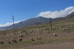 草原羊群与远山美景