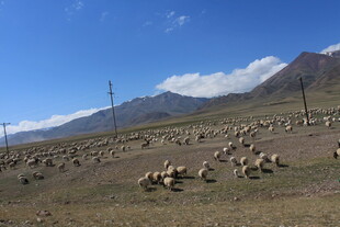 草原羊群与远山美景