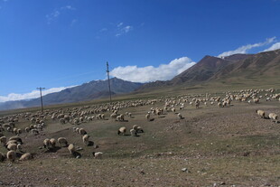 草原羊群与远山蓝天