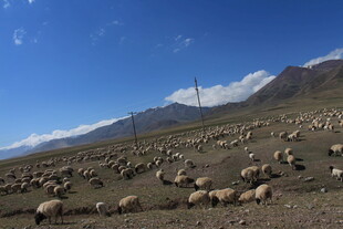 草原羊群与远山蓝天