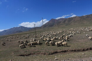 草原羊群与远处雪山美景