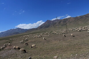 草原羊群与远处雪山美景