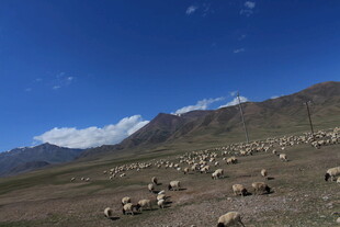 草原羊群与远山蓝天