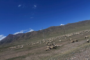 草原上的牛羊与远山蓝天