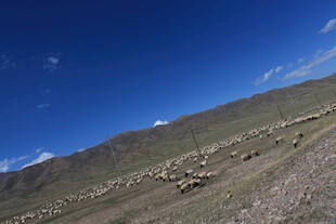 草原羊群与蓝天美景