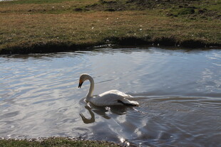 池塘中优雅的天鹅