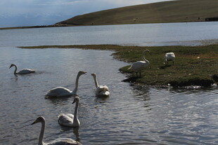 湖畔天鹅悠然栖息