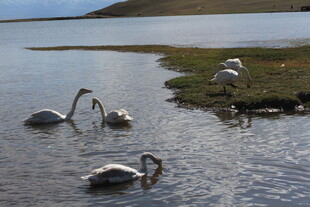 湖畔天鹅悠然戏水