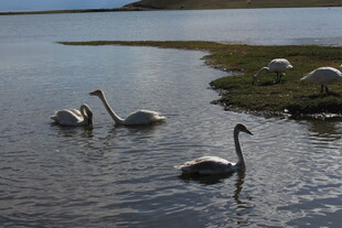 湖面上悠游的美丽天鹅